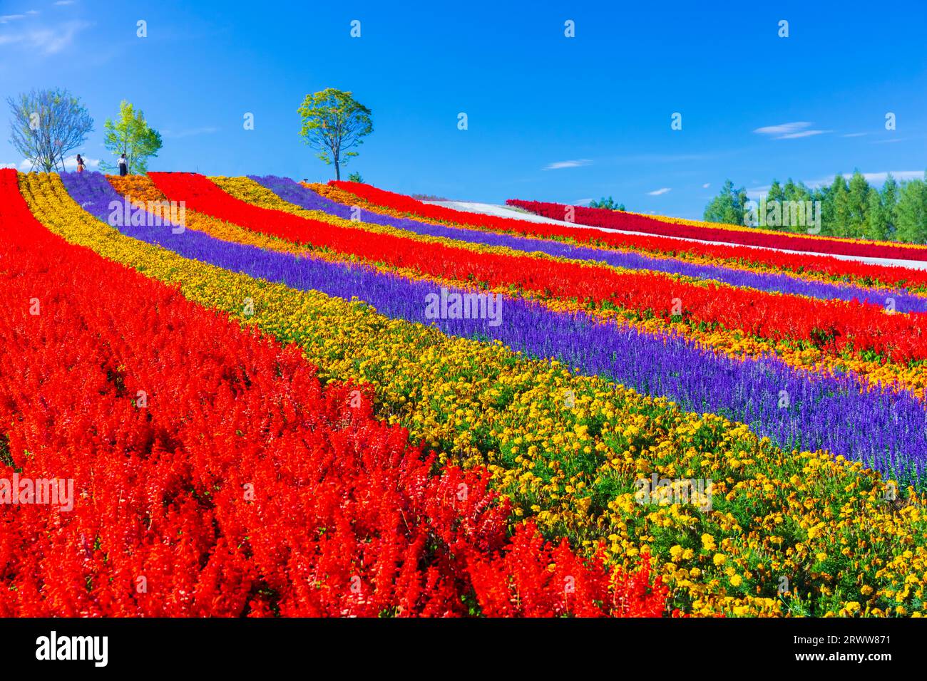 https://c8.alamy.com/comp/2RWW871/shikisai-no-oka-with-vivid-flowers-2RWW871.jpg