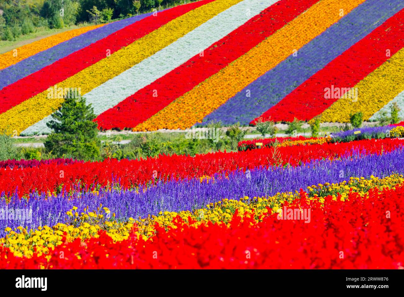 Shikisai No Oka With Vivid Flowers Stock Photo Alamy shikisai-no-oka-with-vivid-flowers-stock-photo-alamy