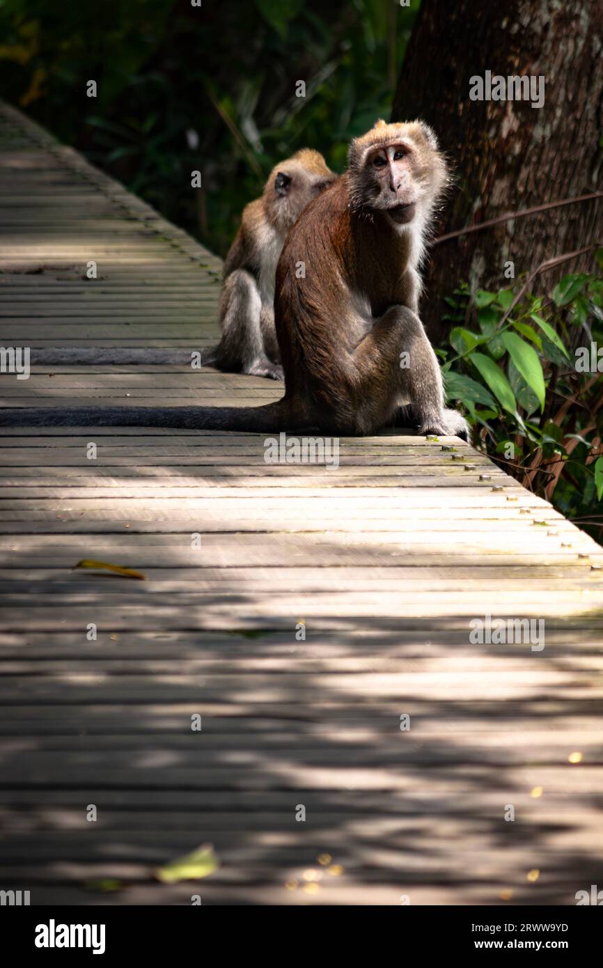 A pair of Macaque monkeys sit on a boardwalk in the Singaporean jungle, with one gazing back at the camera thoughtfully. Stock Photo