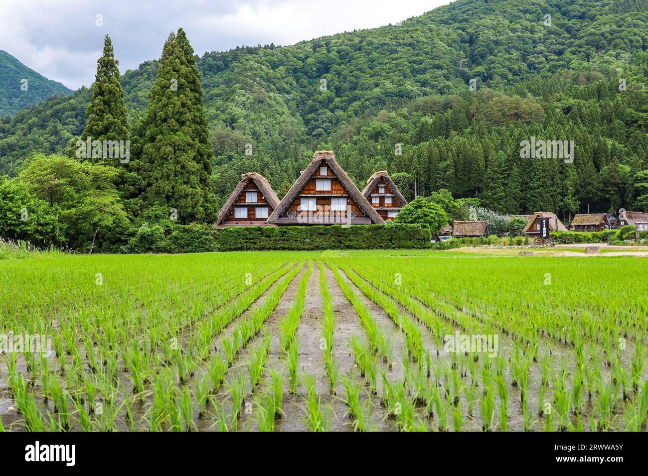 Gassho-zukuri Houses and Rice Paddies after Rice Planting Stock Photo