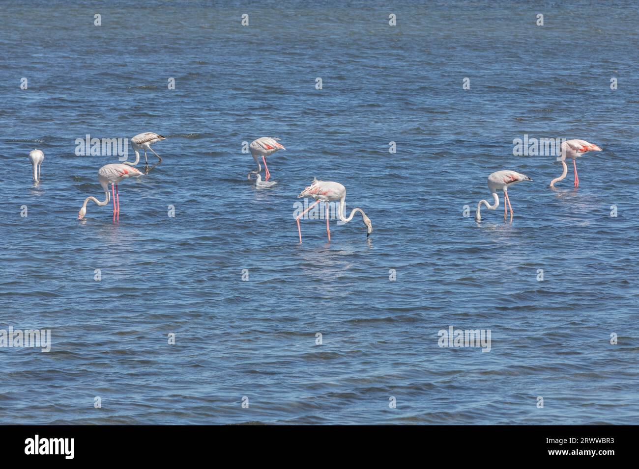 Flamingos wading in the Mediterranean Sea at La Franqui, South of France. Stock Photo