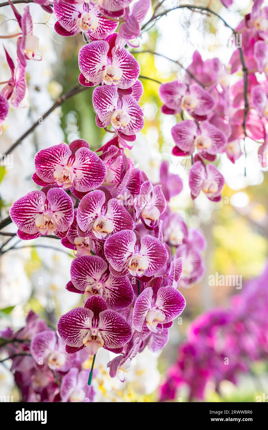 Closeup view of a pink mottled Phalaenopsis orchid plant. Stock Photo