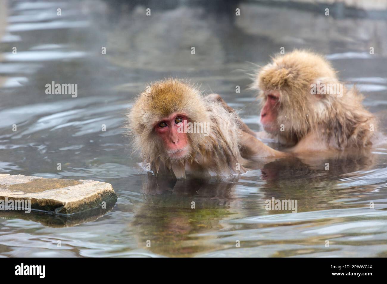 Japanese macaque grooming its fur at a hot spring (Jigokudani Stock ...