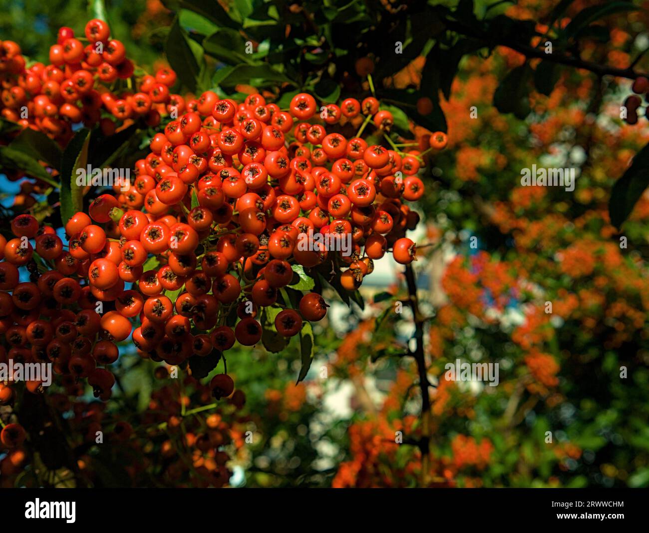rowan growing on a tree, upward shot, closeup Stock Photo
