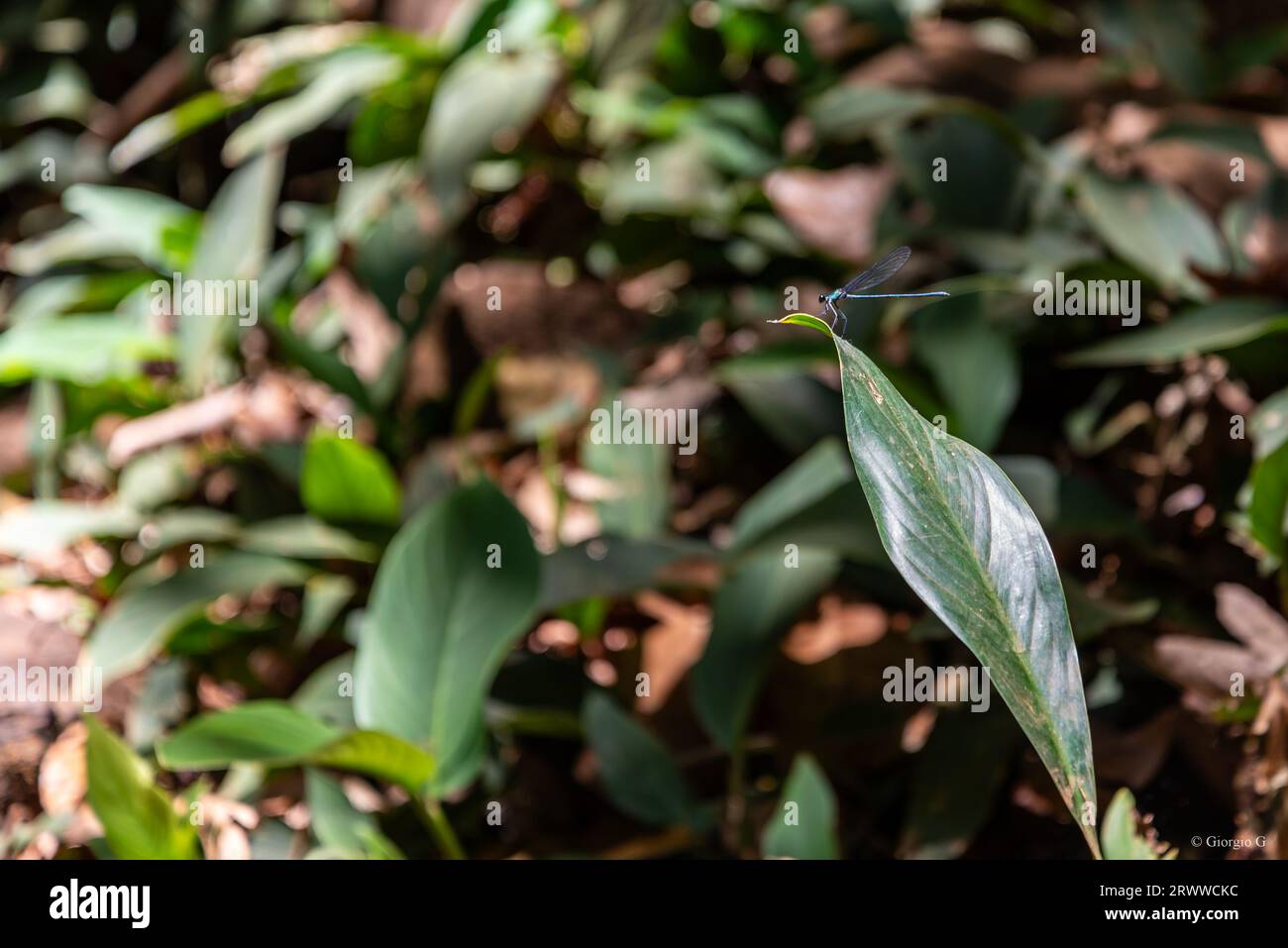 Close-up on dragon-fly standing on a leaf Stock Photo