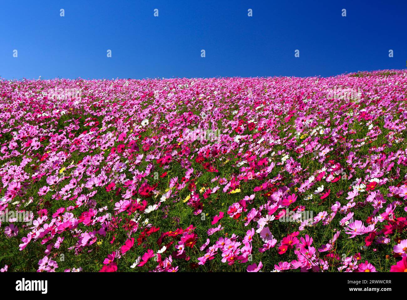 Awaji flower balcony hi-res stock photography and images - Alamy