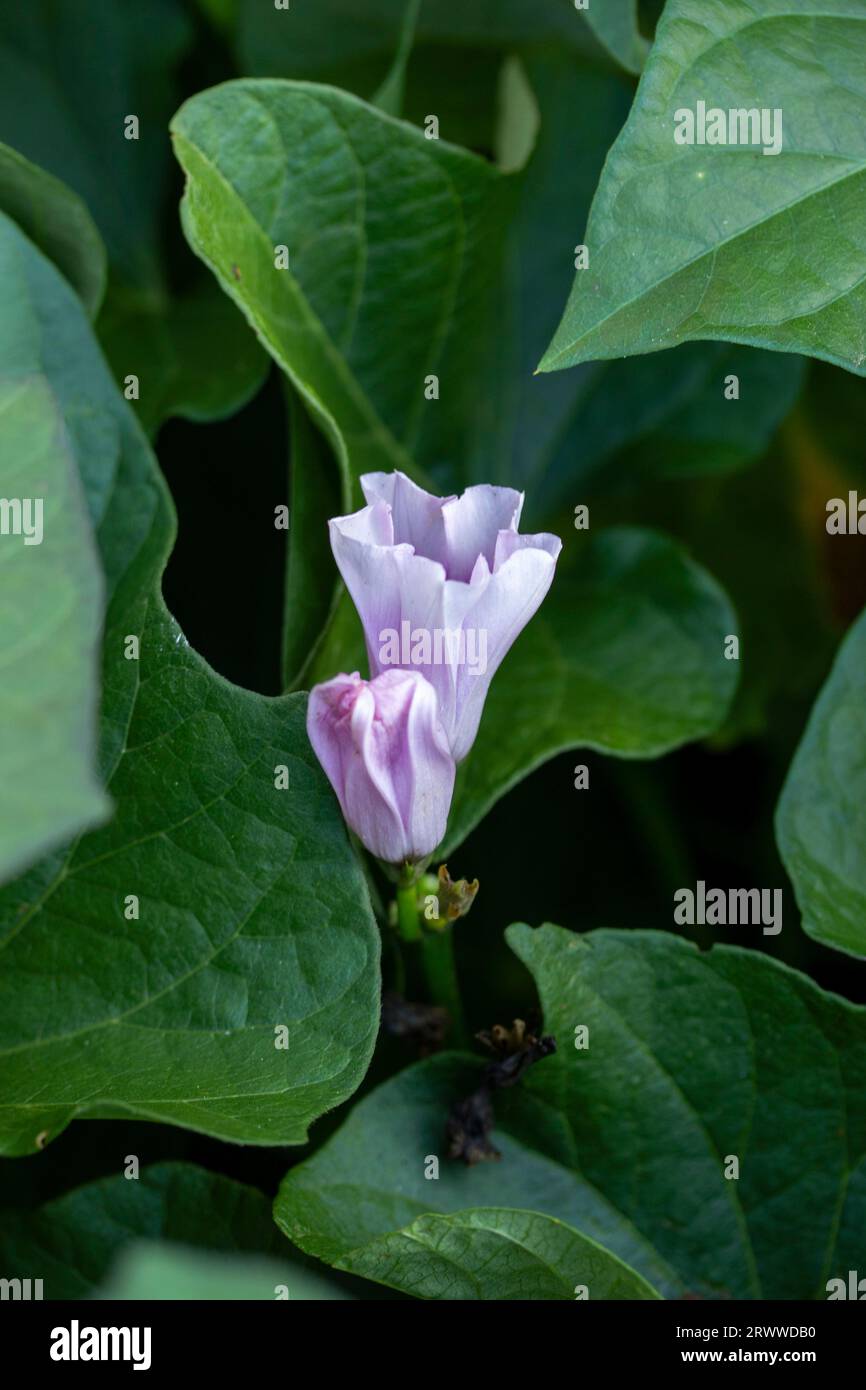 Natural garden close up of Sweet potato ‘Beauregard flower and foliage Stock Photo