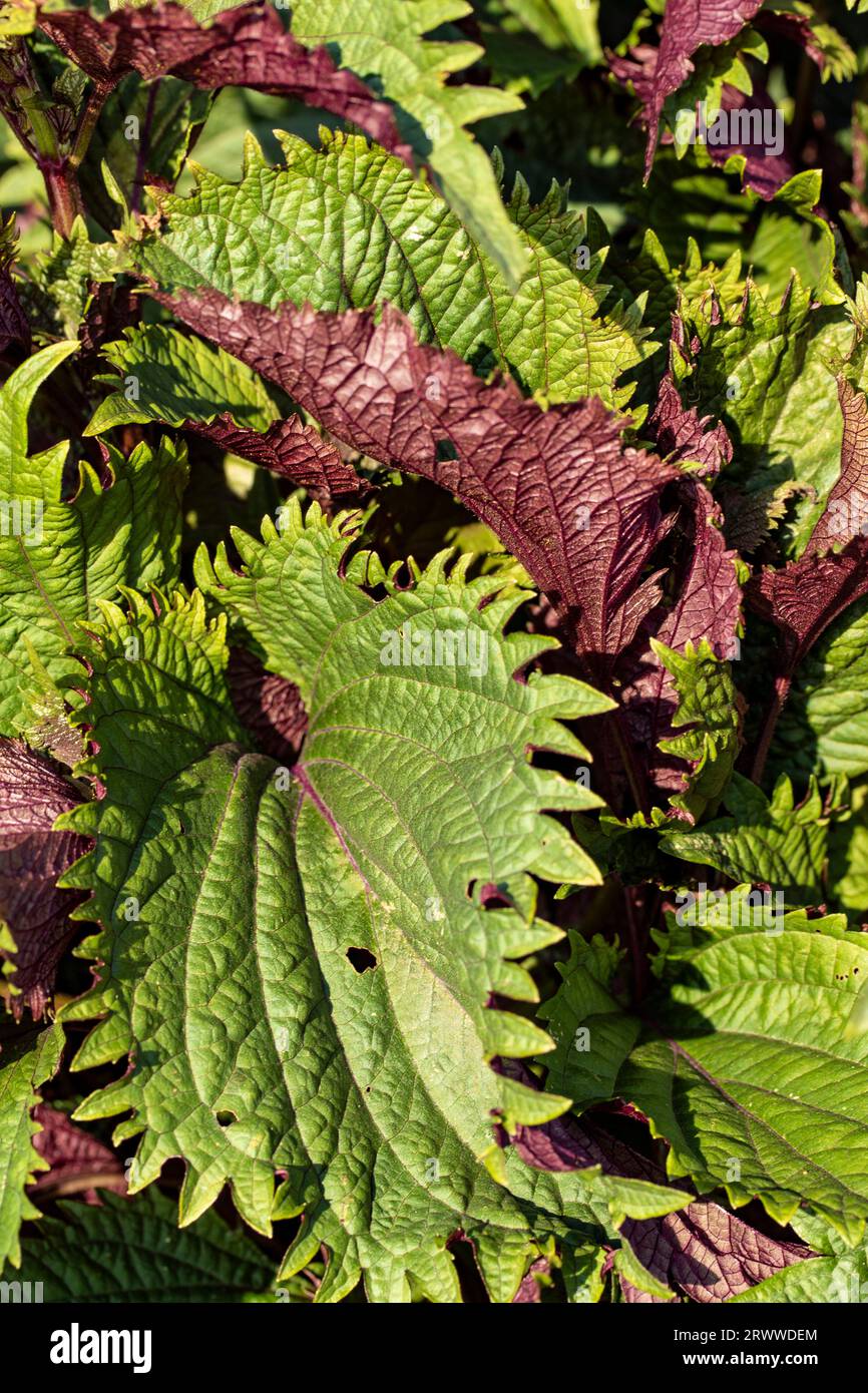 Natural close up food, vegetable, plant portrait of Perilla 'Shiso Red ...