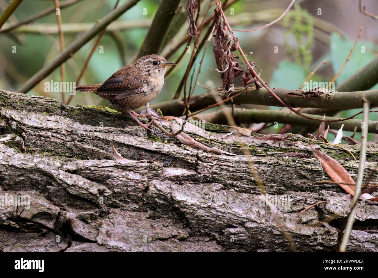 Wren Troglodytes x2, small dark brown bird with barring on wings and tail has fine bill and a short often cocked tail pale stripe over eye Stock Photo