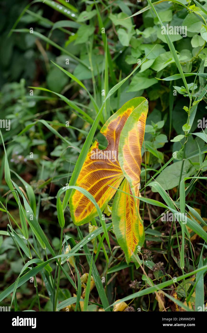 Large heart shaped leaf with autumn colours, green edge border reddish brown and orange yellow devided with yellowish vein like lines wetland plants Stock Photo