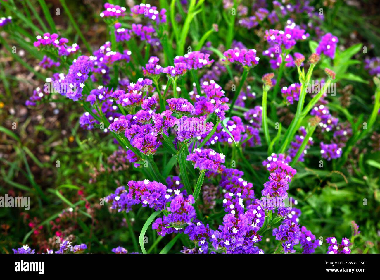 Closeup of the violet-purple flowers of the annual summer long flowering garden plant limonium sinuatum purple attraction. Stock Photo