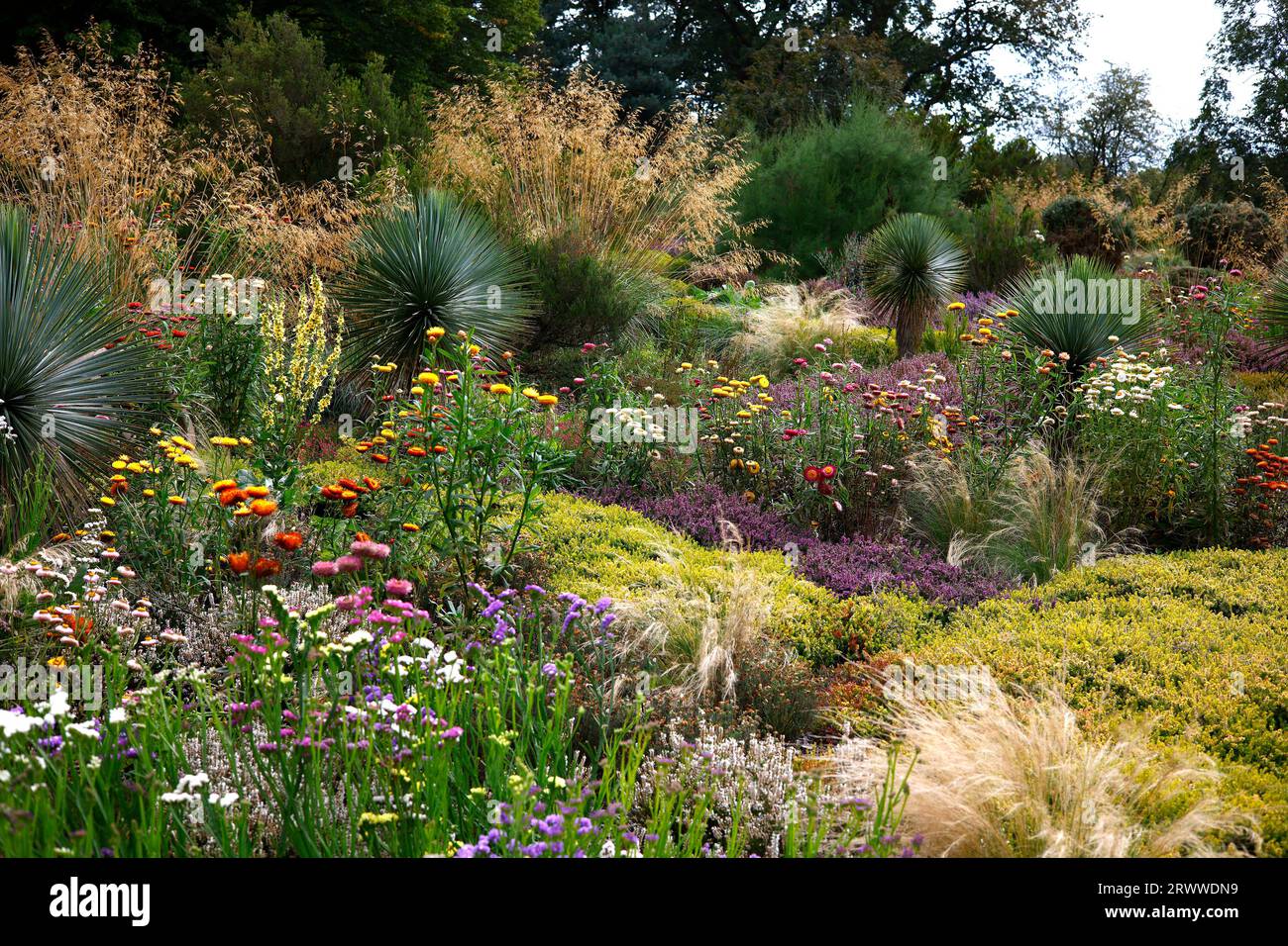 View of a summer garden border with annual flowering Helichrysum ...