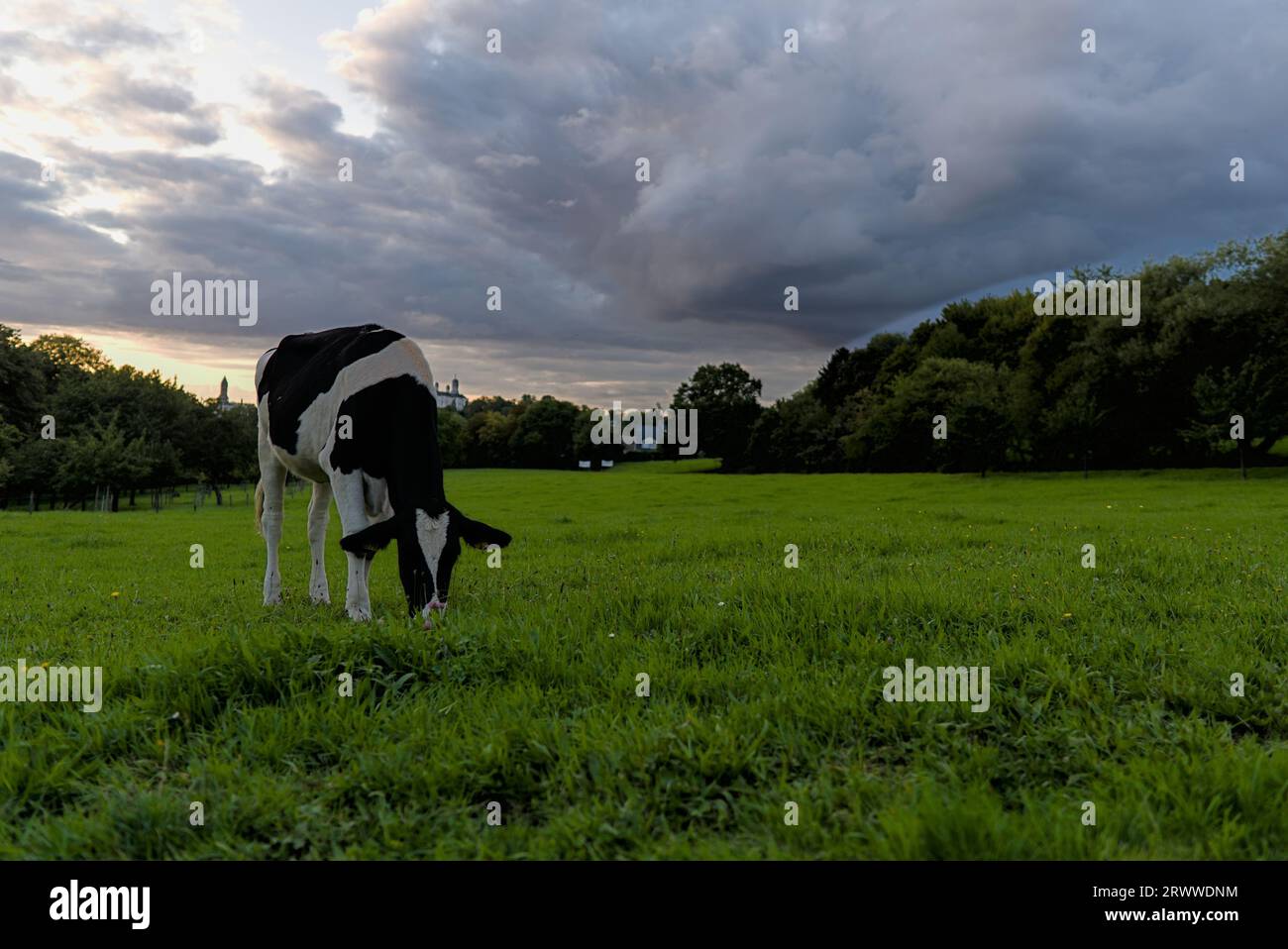 A black and white cow standing in a lush, green field with the sun ...