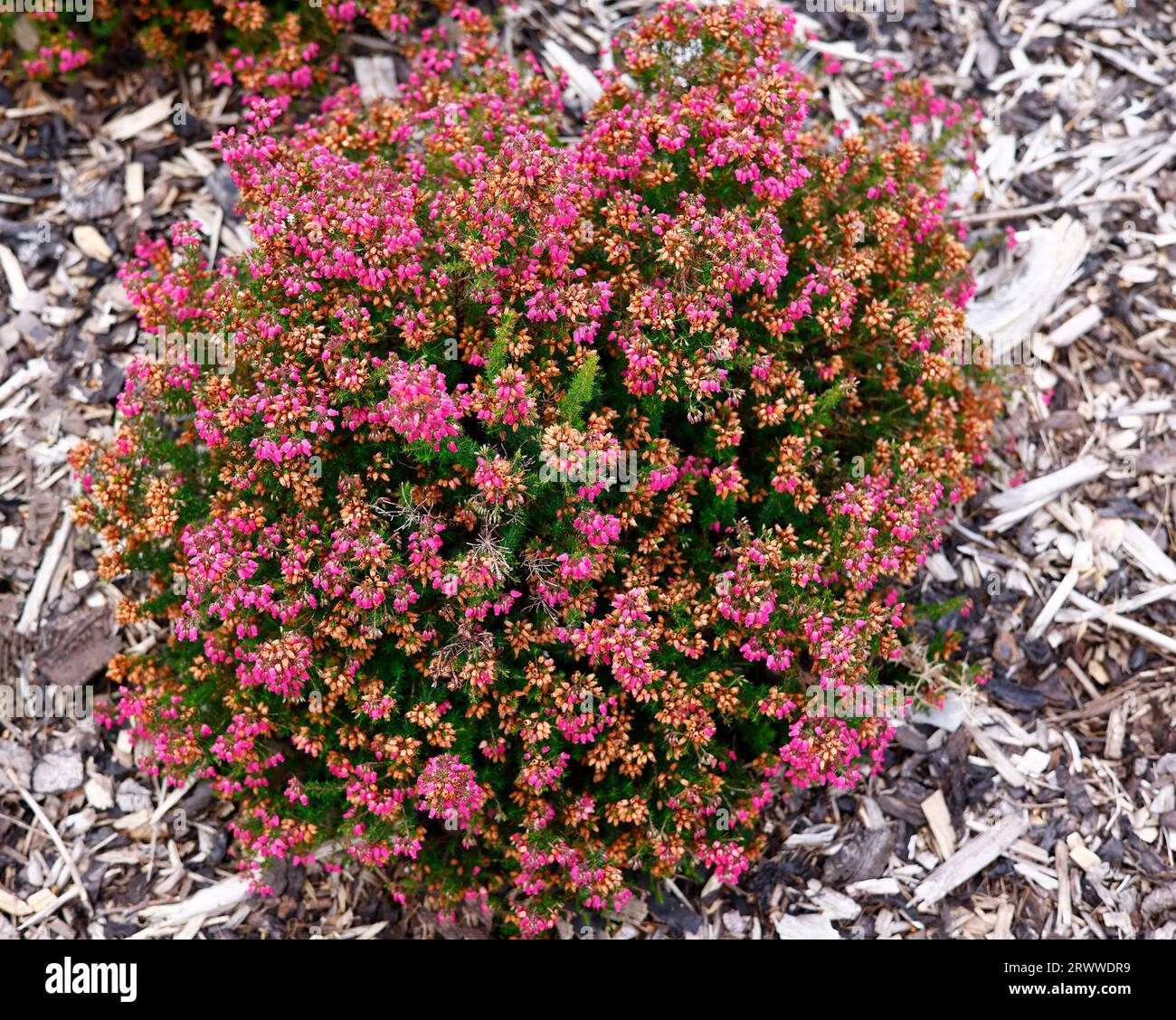 Closeup of the magenta flowers of the summer and autumn flowering  perennial garden heather  erica cinerea kerry cherry. Stock Photo