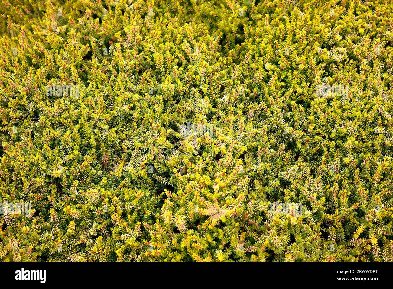 Closeup of the golden yellow foliage of the perennial hardy heather garden plant erica carnea f. aureifolia Bells extra special filling the frame. Stock Photo