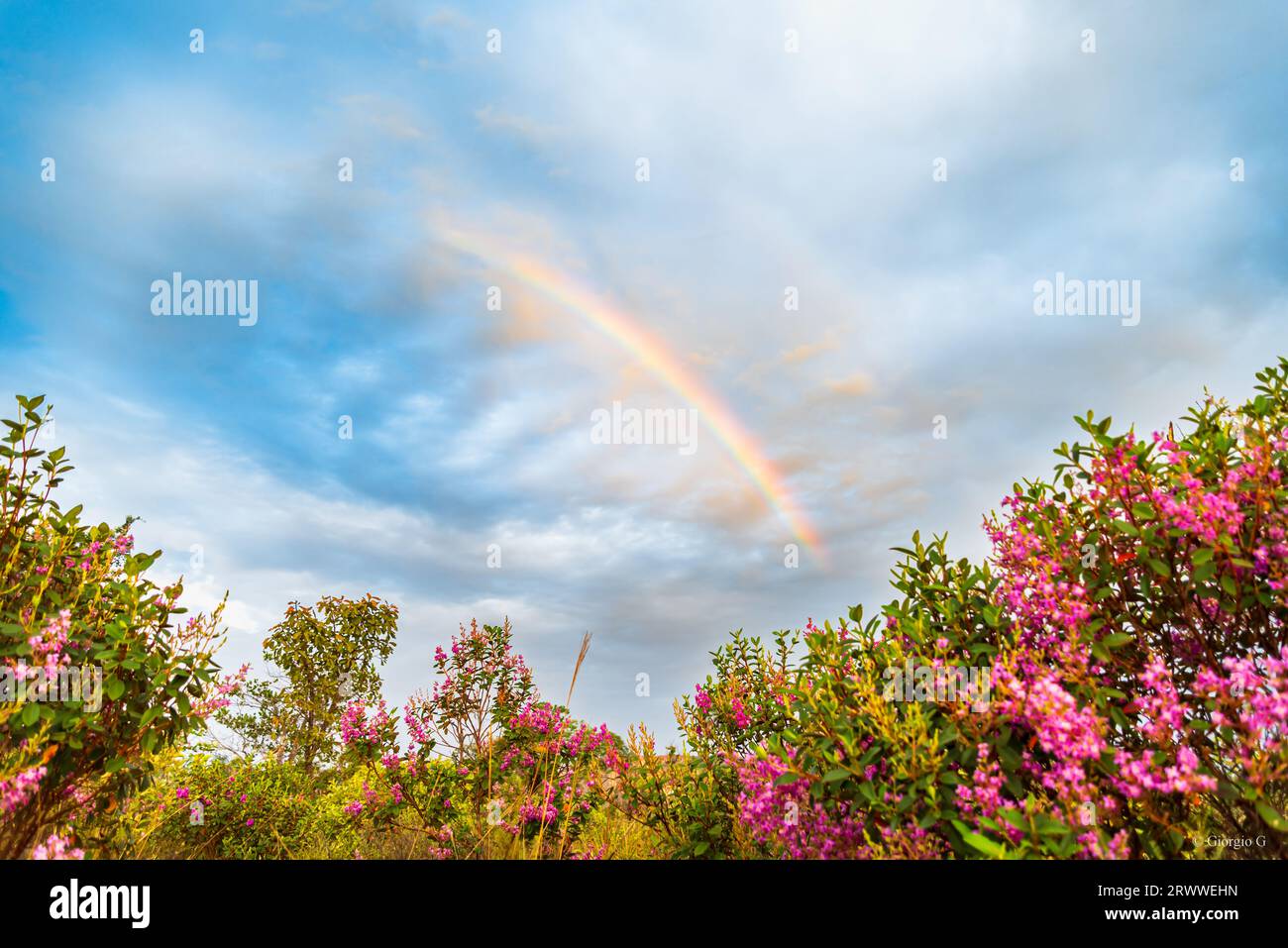 Rainbow crossing the sky over trees with pink flowers Stock Photo