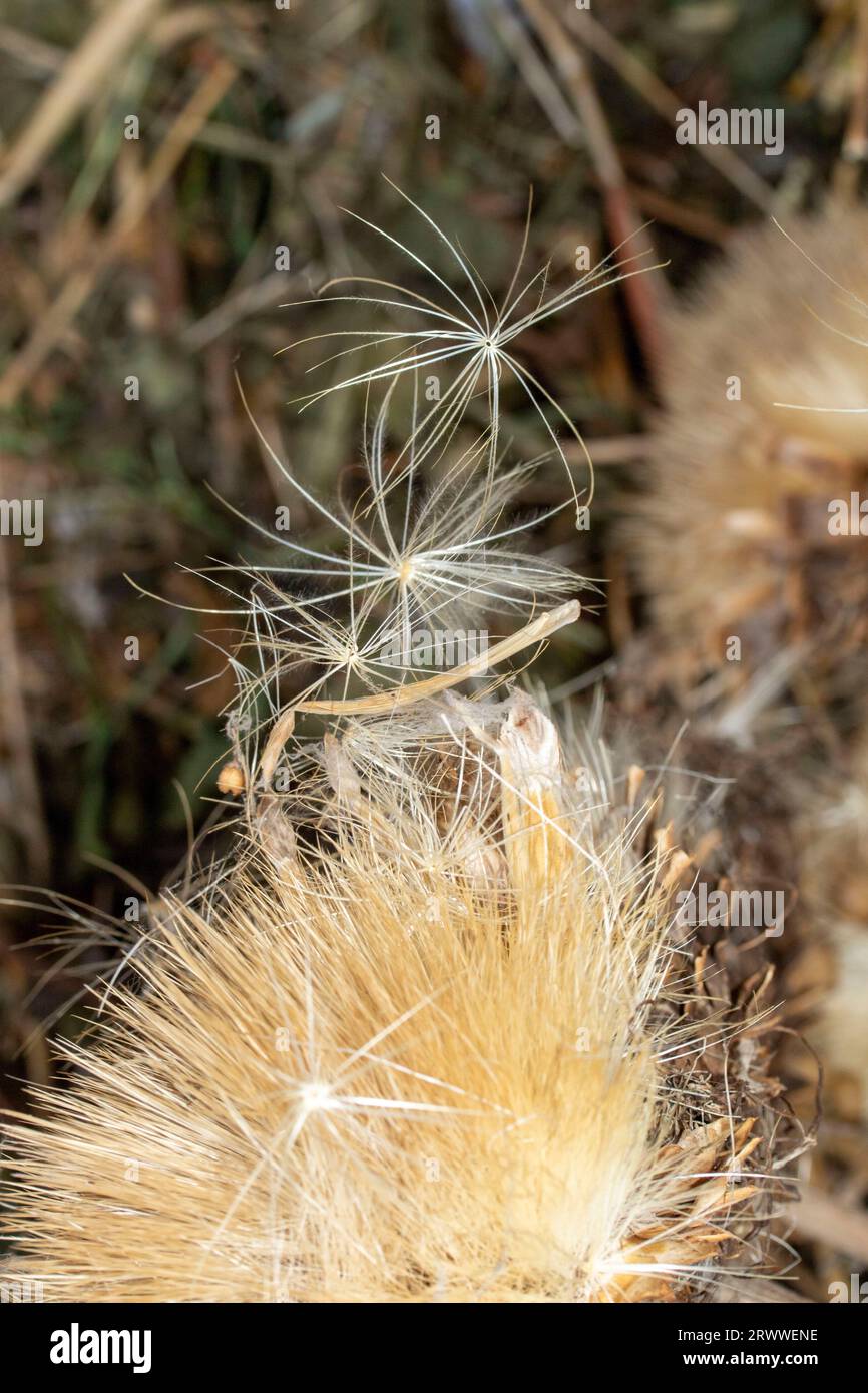 Natural macro flowering plant still life of Cardoon, Cynara Cardunculus ...