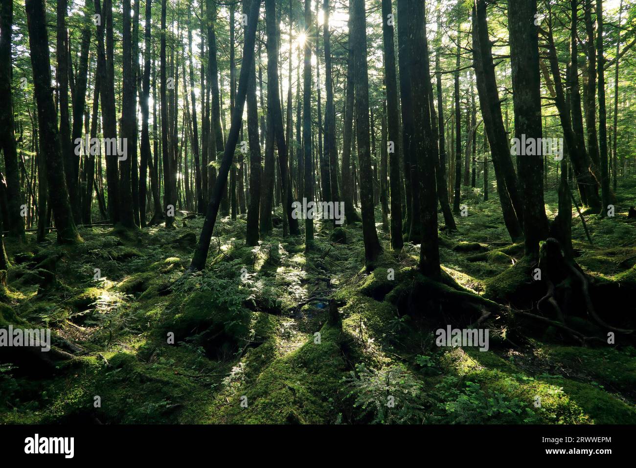 July: The primeval moss forest at Shirakoma Pond - Yatsugatake in summer Stock Photo