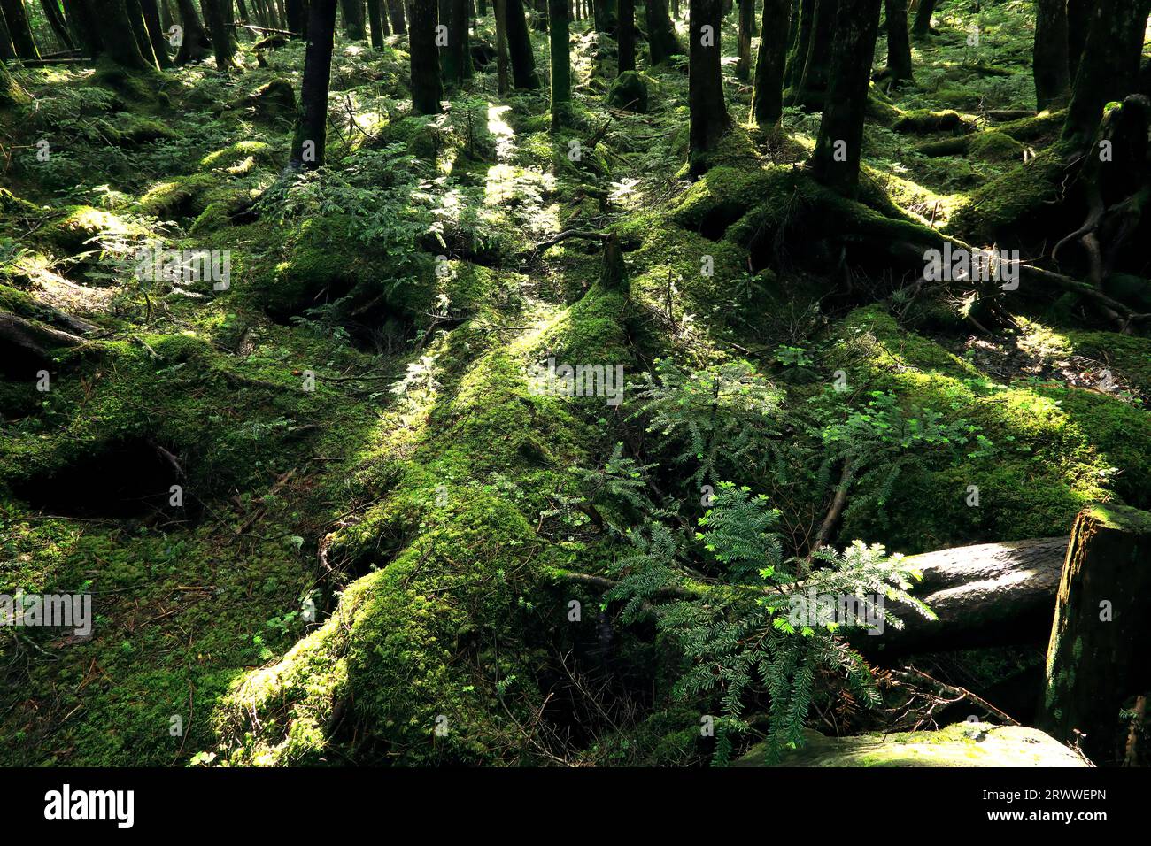 July: The primeval moss forest at Shirakoma Pond - Yatsugatake in summer Stock Photo