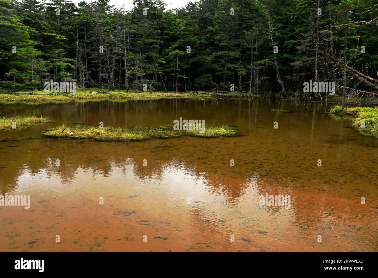 July Chamizu Pond surrounded by primeval forest -Yatsugatake in summer Stock Photo