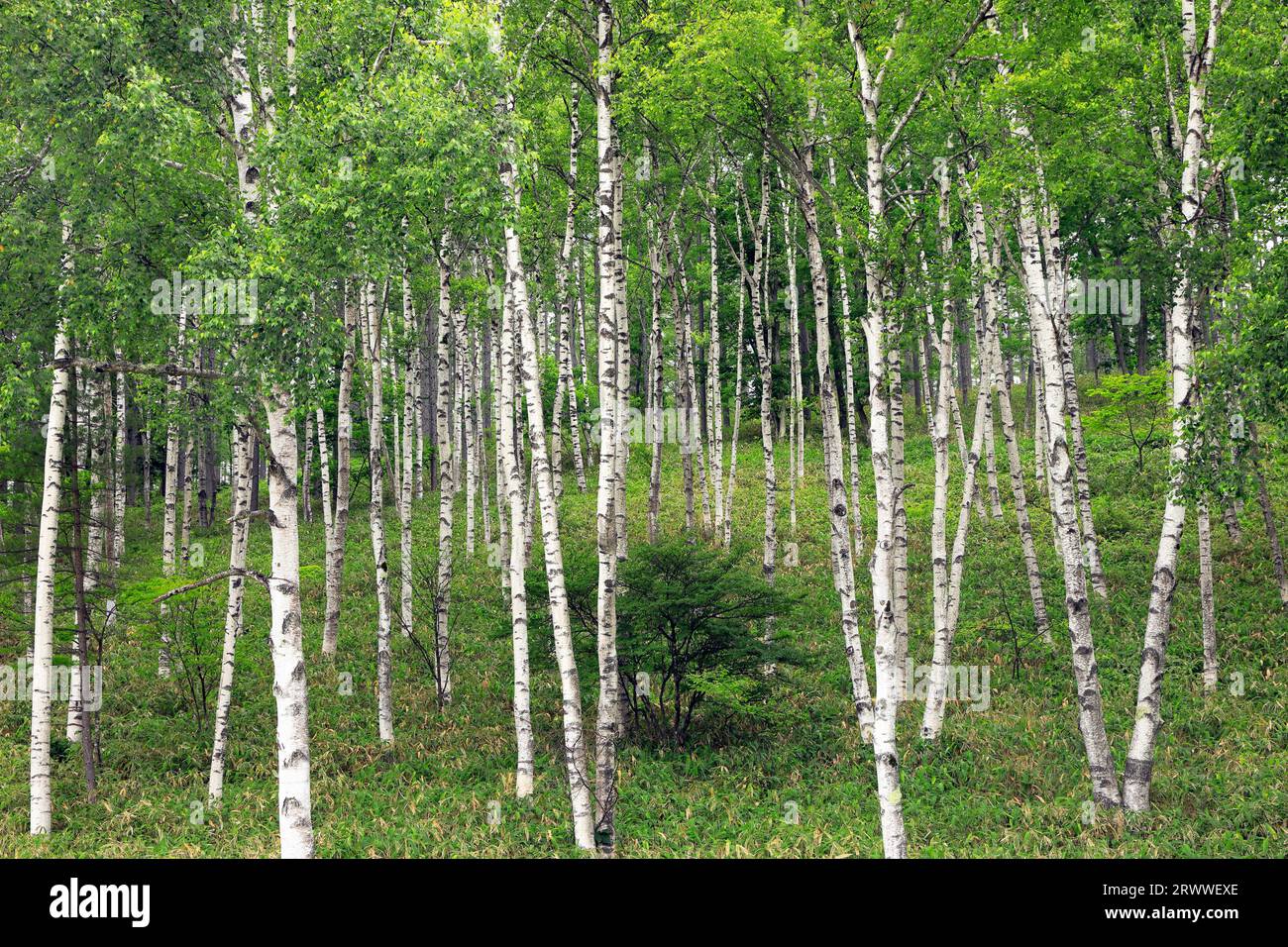 Highland birch forest hi-res stock photography and images - Alamy
