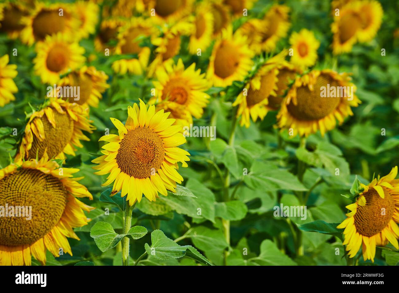 Tight view of yellow sunflowers in field of flowers Stock Photo - Alamy