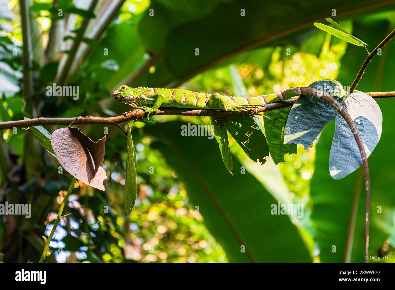 Little lizard on thin tree branch Stock Photo
