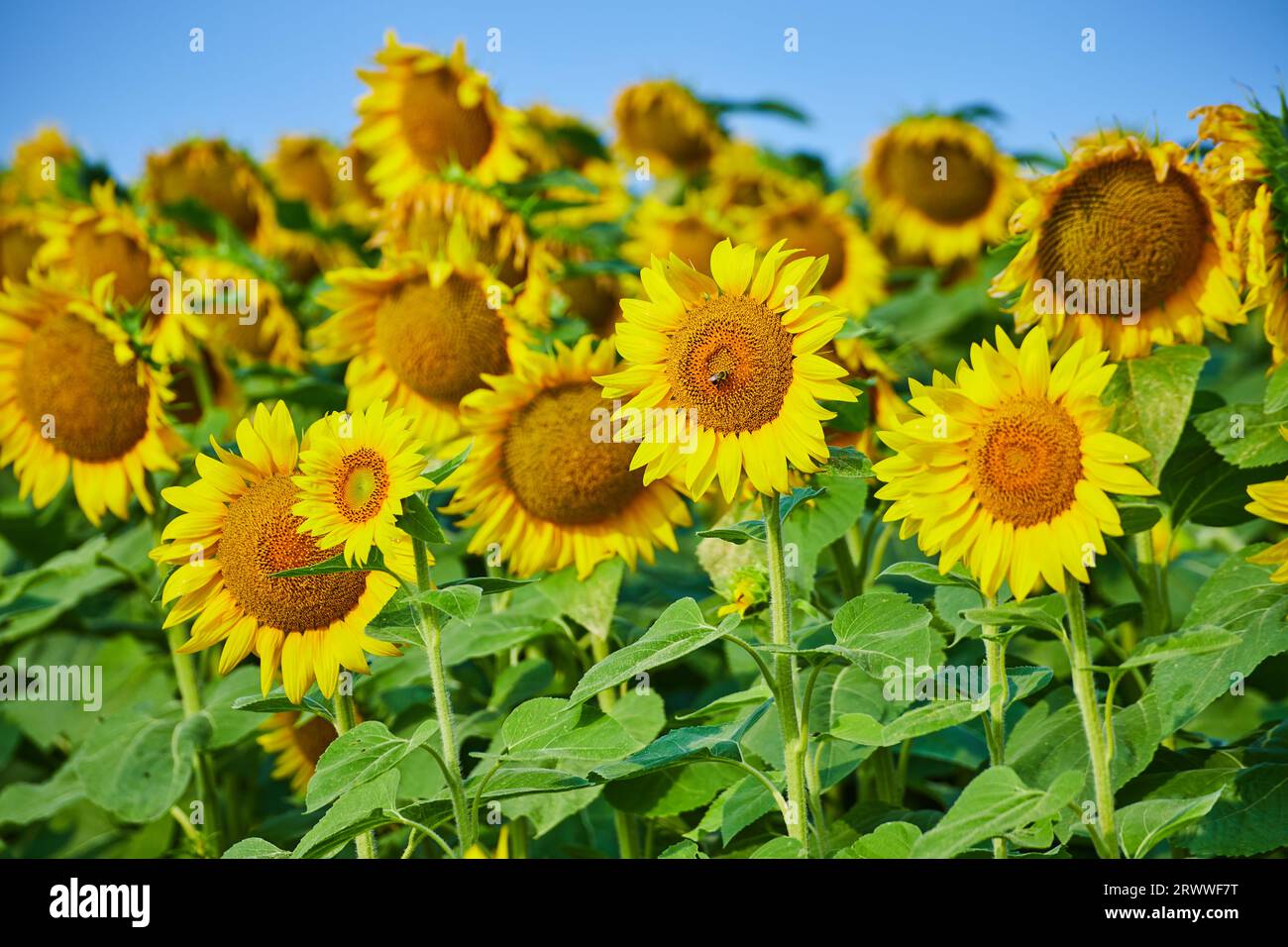 Yellow field under blue sky hi-res stock photography and images - Alamy