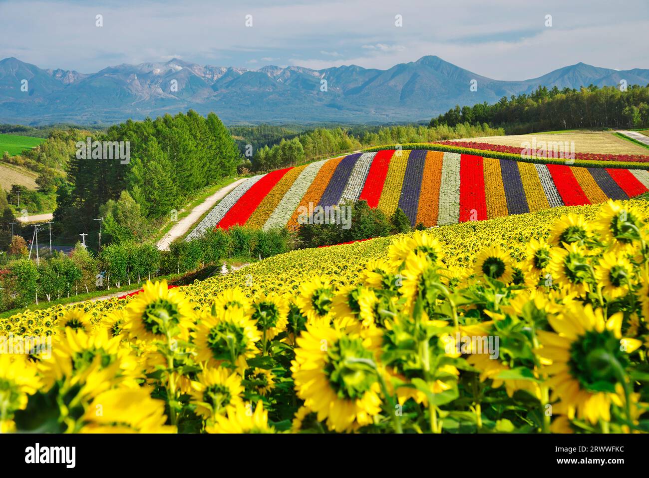shikisai-no-oka-and-tokachidake-mountain-range-in-autumn-stock-photo