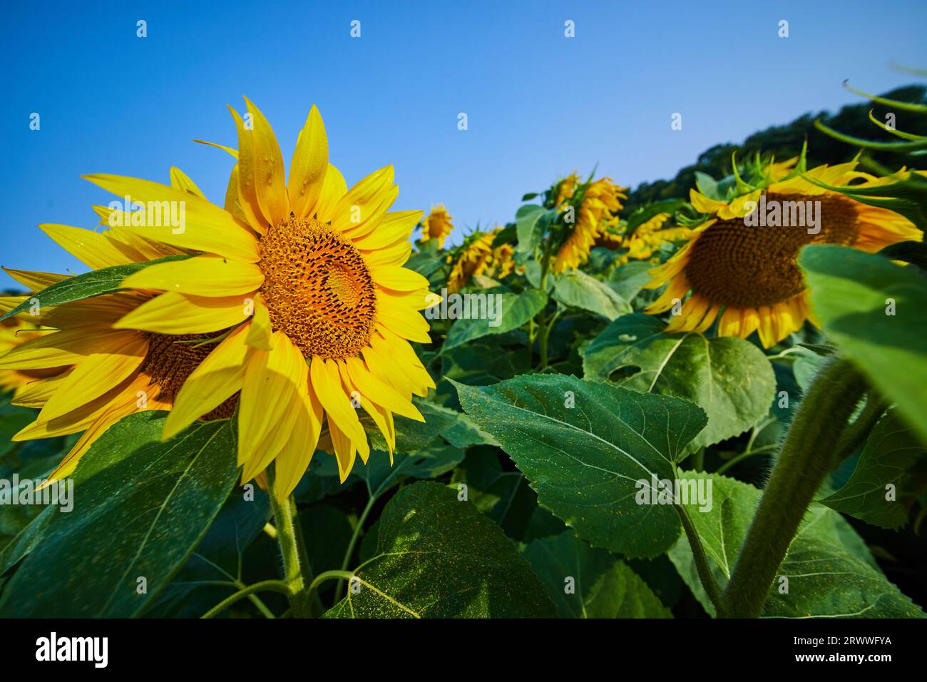 Yellow sunflowers in field with blue sky overhead and forest in ...