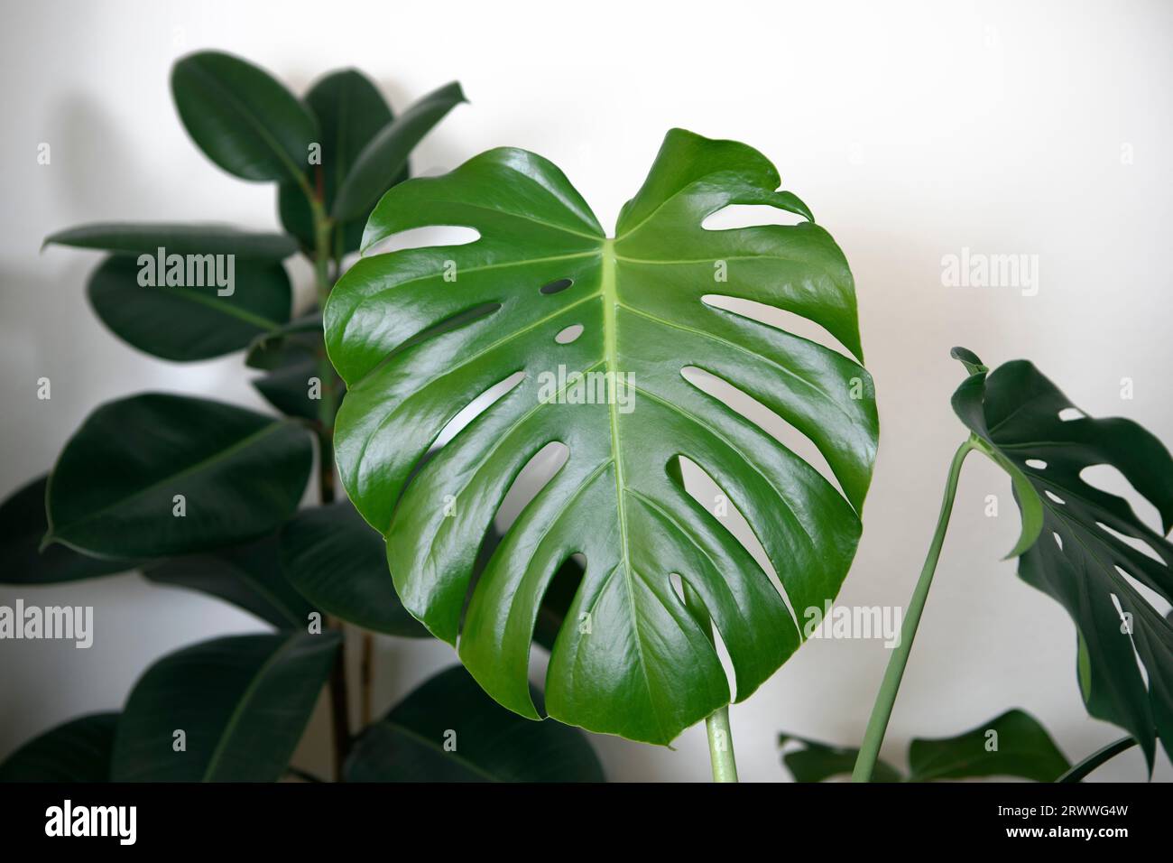 Monstera plant in pot close-up, potted monstera houseplant, big green shiny leaf. Stock Photo