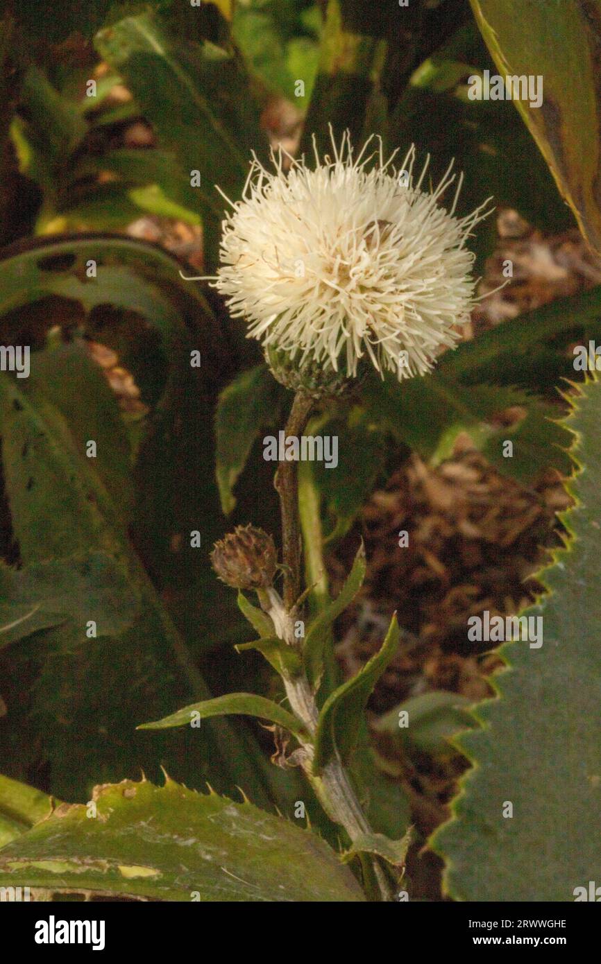 Natural close up flowering plant portrait of Klasea Bulgarica, insoft midsummer sunlight Stock Photo