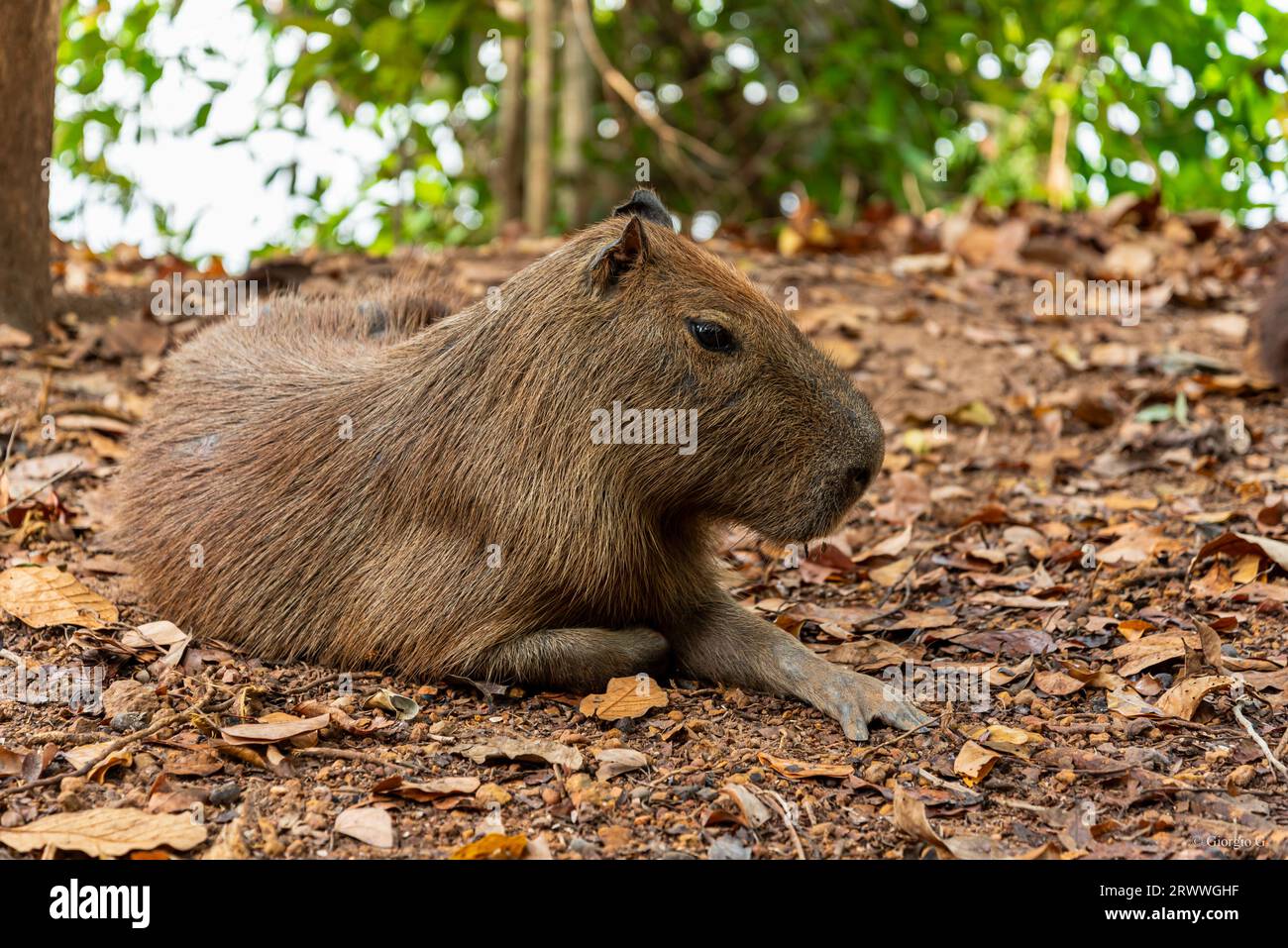 Profile picture of capybara resting on a dirt ground covere with dead leaves Stock Photo
