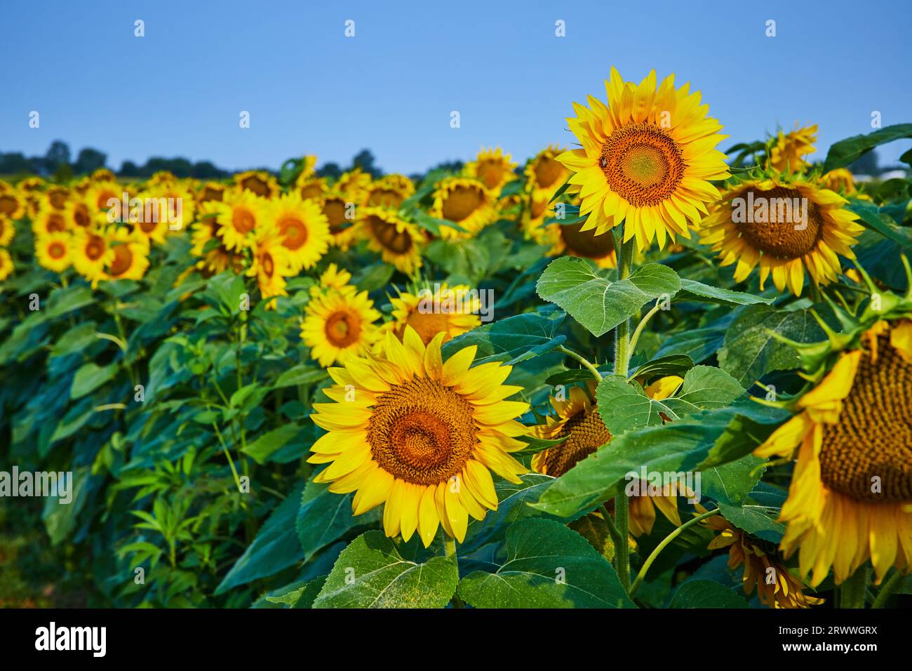 Dark centers on sunflowers with blurry field of flowers in background
