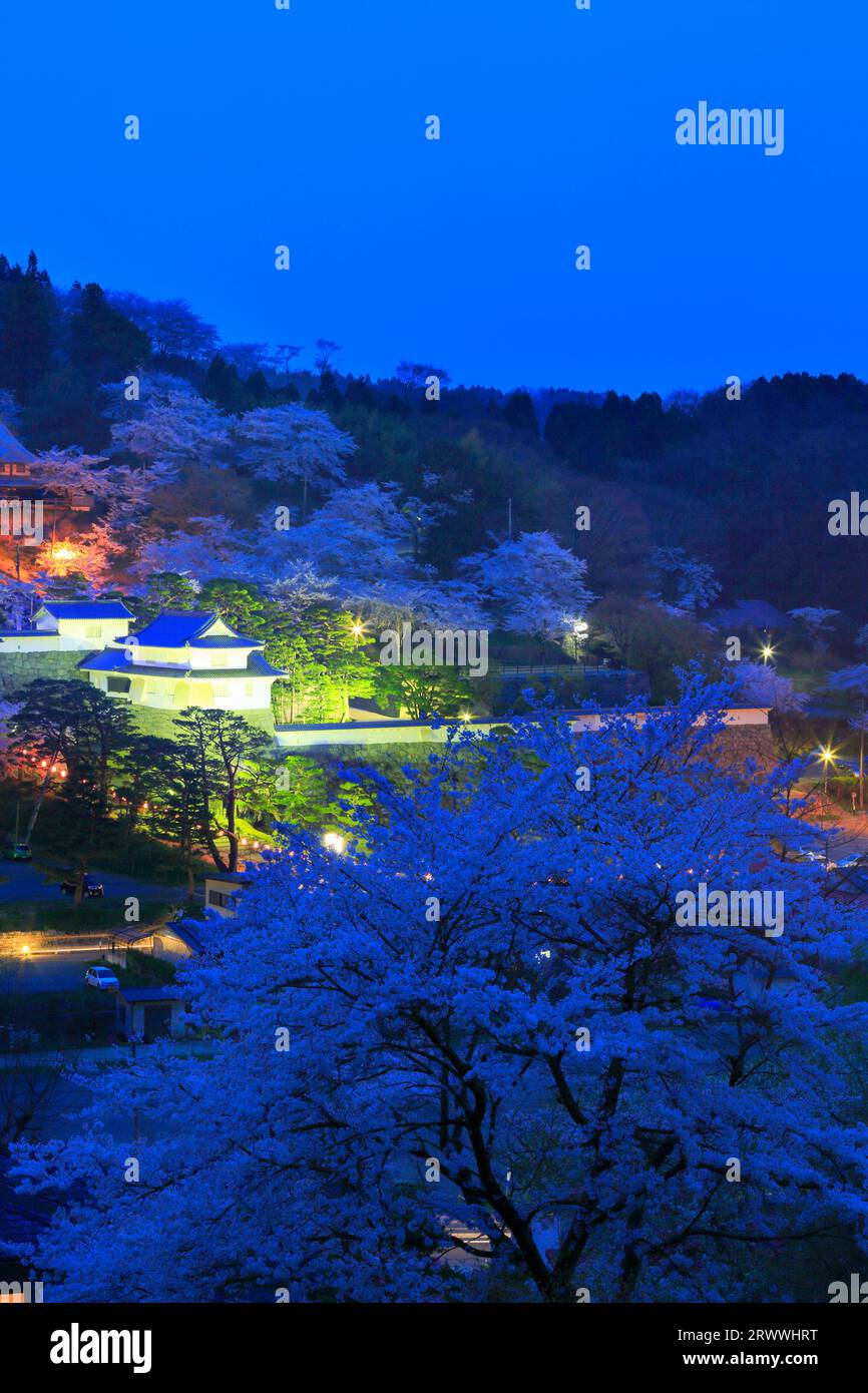 Cherry blossoms in Kasumigajo Park Lightup night view Stock Photo Alamy