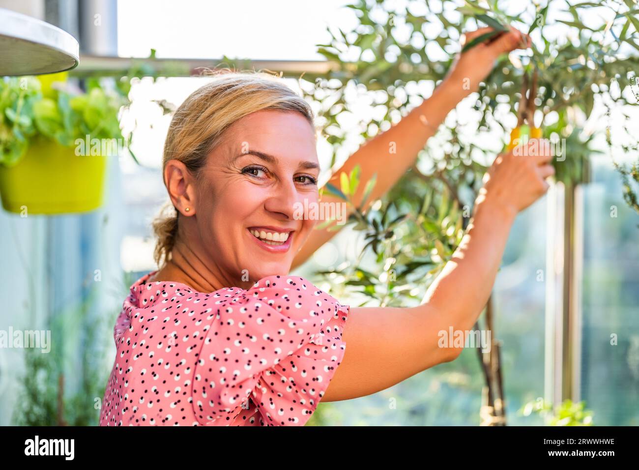 Woman gardening on balcony at home. She is taking care her Olive tree
