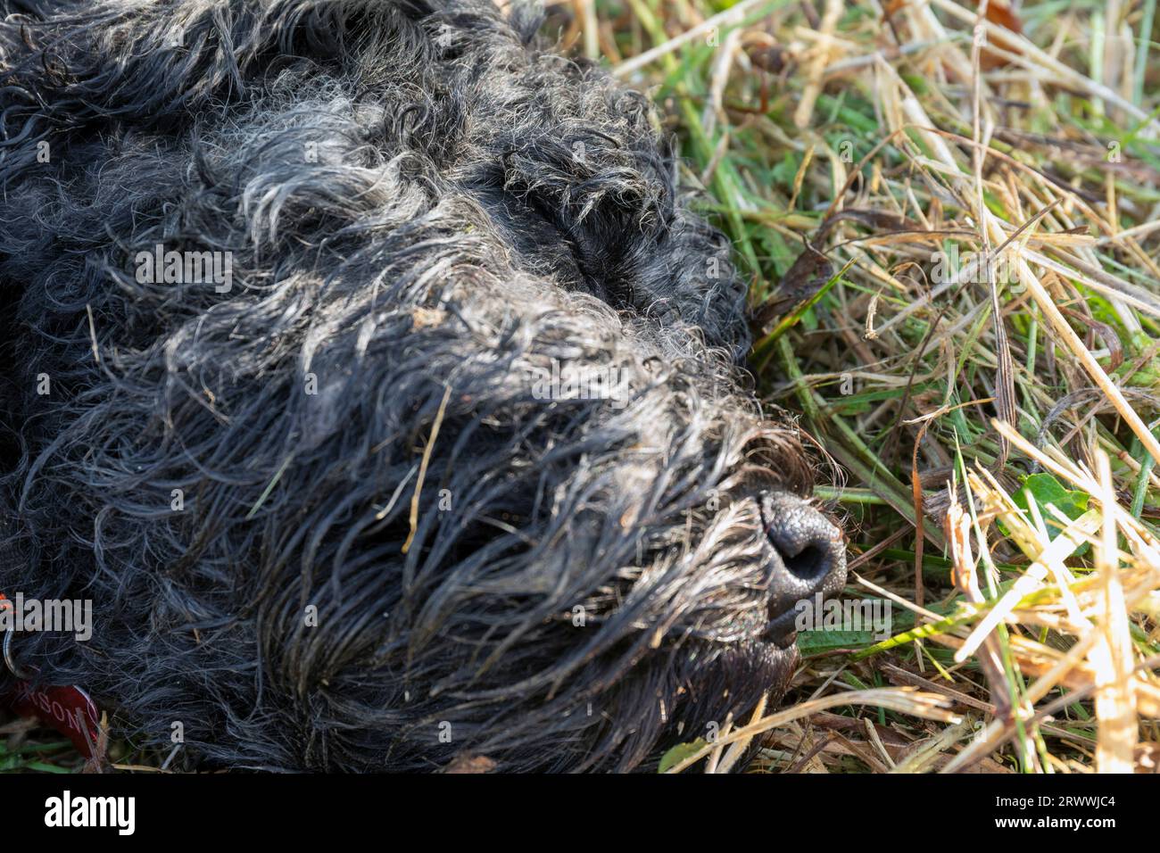 Portuguese Water Dog Sleeping in Grass Stock Photo Alamy