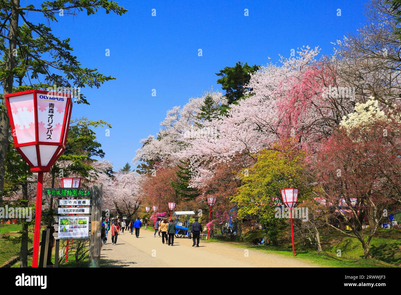 Cherry blossoms in Hirosaki Park Stock Photo - Alamy