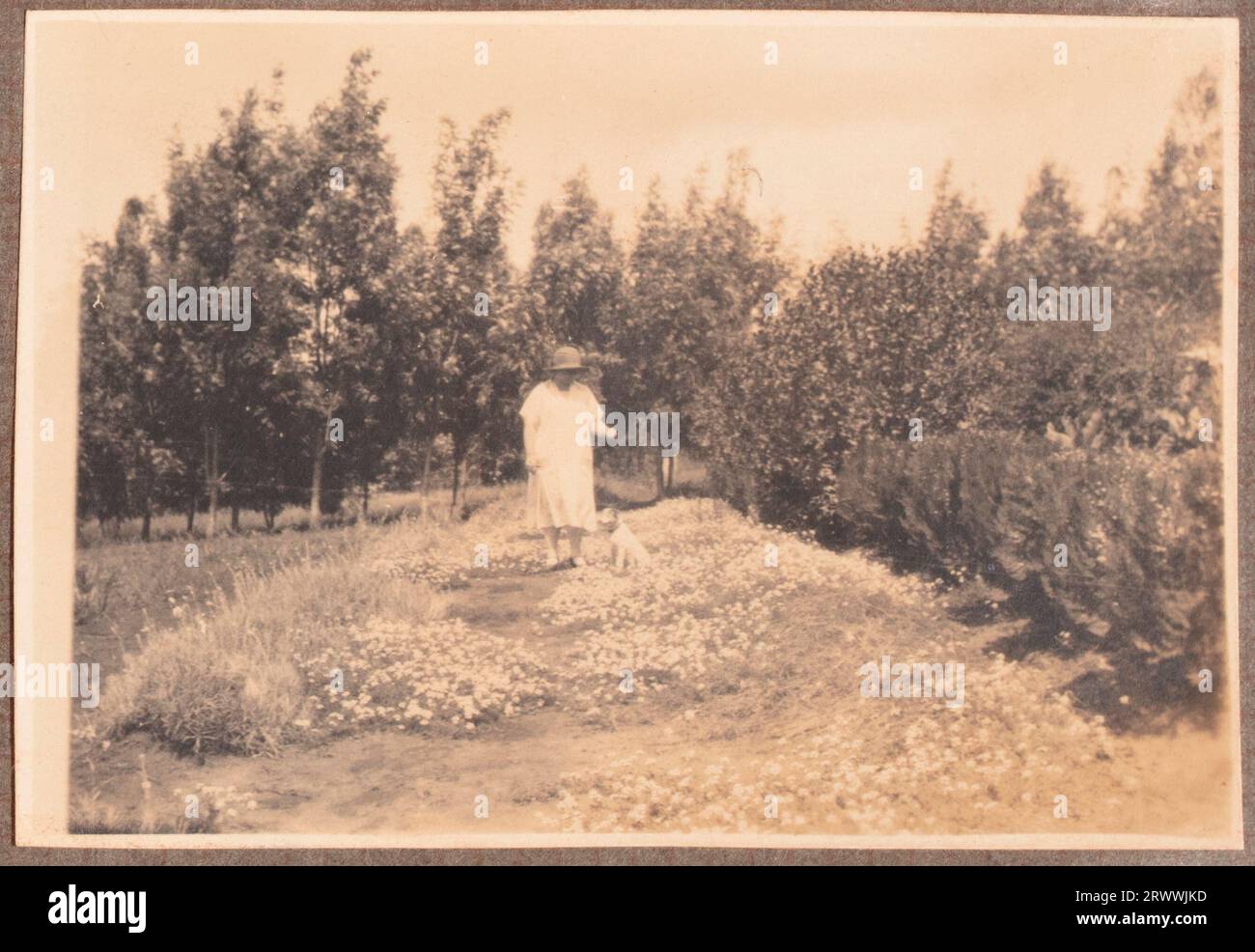 One of a series of photographs depicting the Bungeys' Christmas jollity in Machakos. May Bungey, dressed as a clown, with a European couple also in fancy dress, stands amongst the trees and wild flowers of their garden. Her companions include her brother-in-law William Walter. Original page caption: Xmas 1926 Machakos. Stock Photo