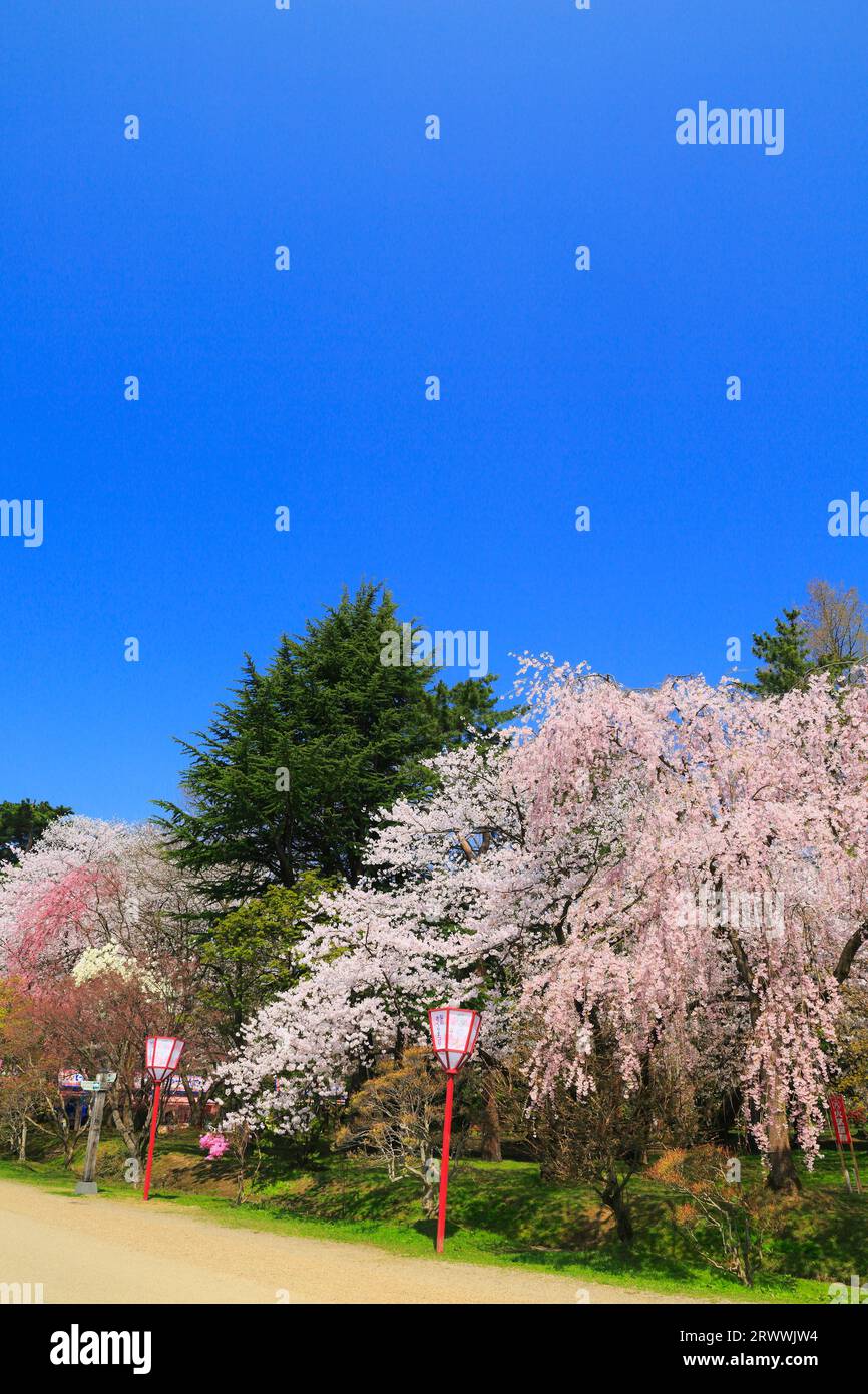 Cherry blossoms in Hirosaki Park Stock Photo - Alamy