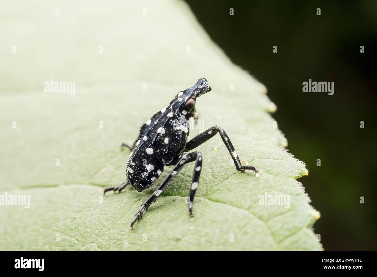Nymph of the lycorma delicatula Stock Photo