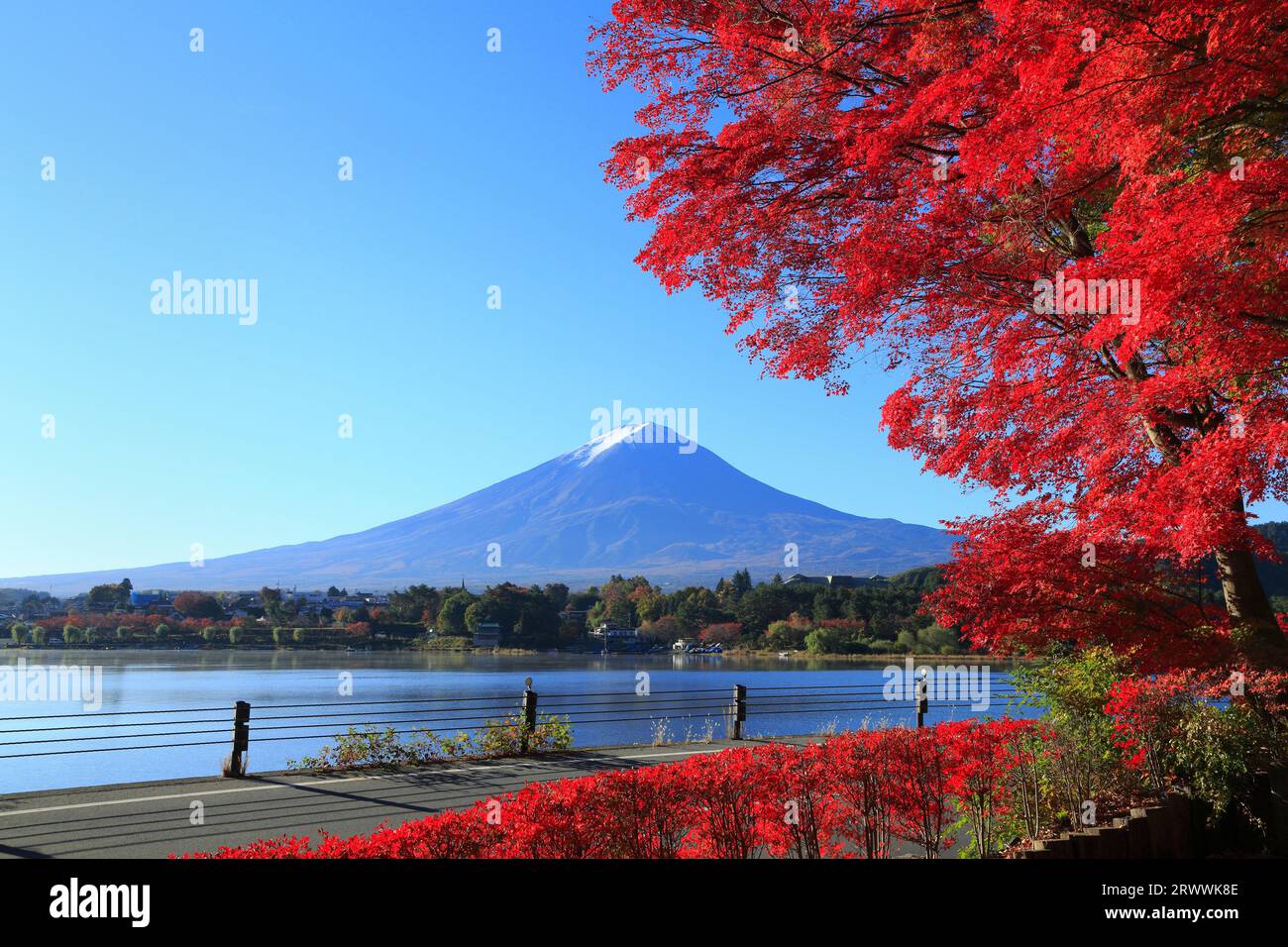 Autumn colors of maple trees and Mt. Fuji Stock Photo - Alamy