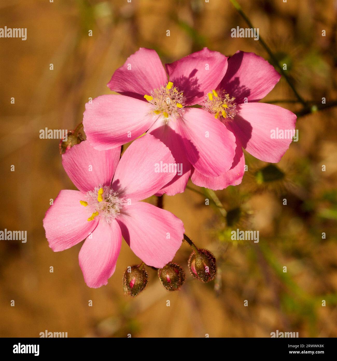 The pink form of Bridal Rainbow, Drosera macrantha, a wildflower and carnivorous plant species endemic to Western Australia Stock Photo