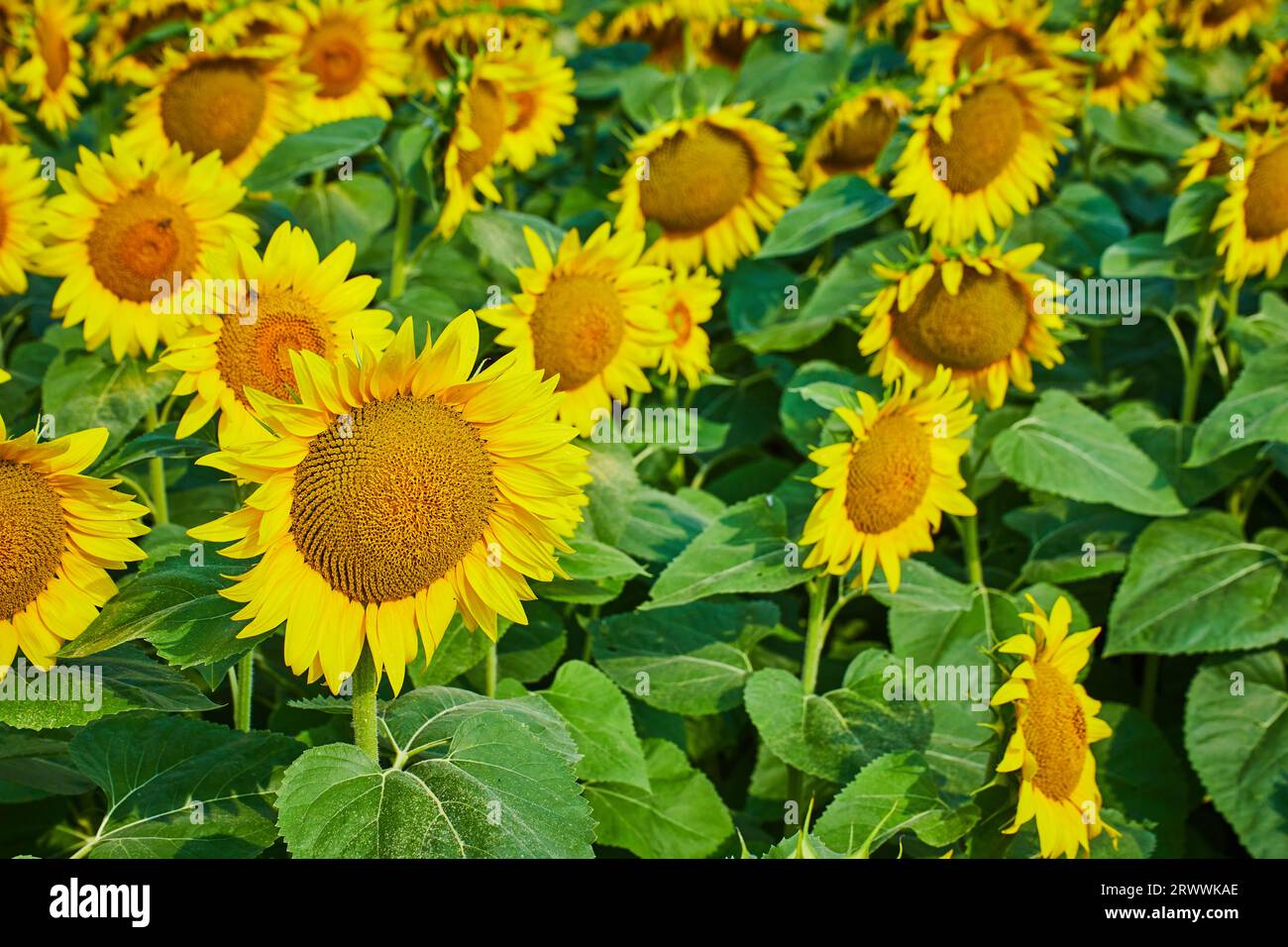 Sunflowers close up hi-res stock photography and images - Alamy