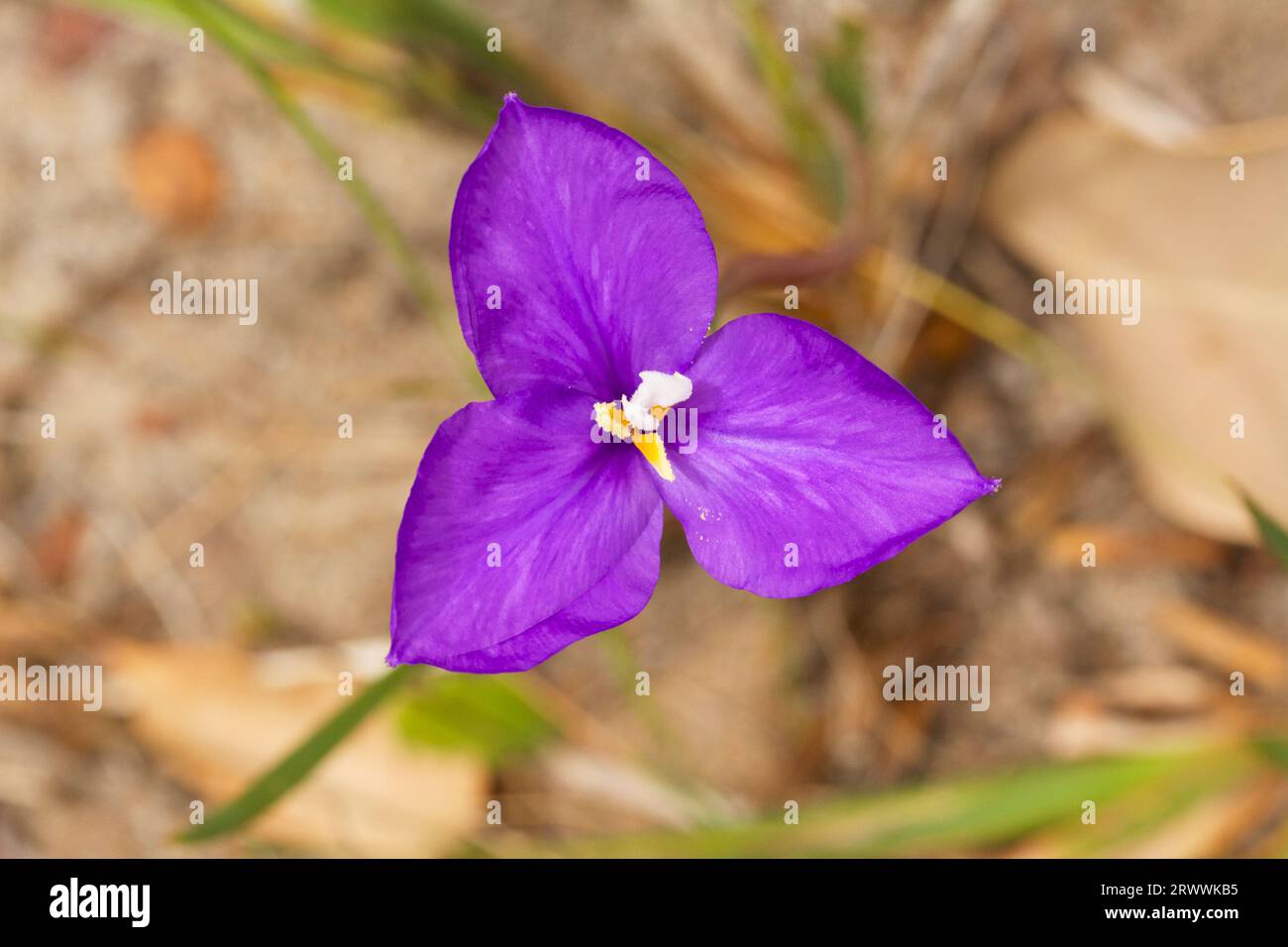 Purple Flag, Patersonia occidentalis, a wildflower species native to Western Australia, South Australia, Victoria and Tasmania Stock Photo