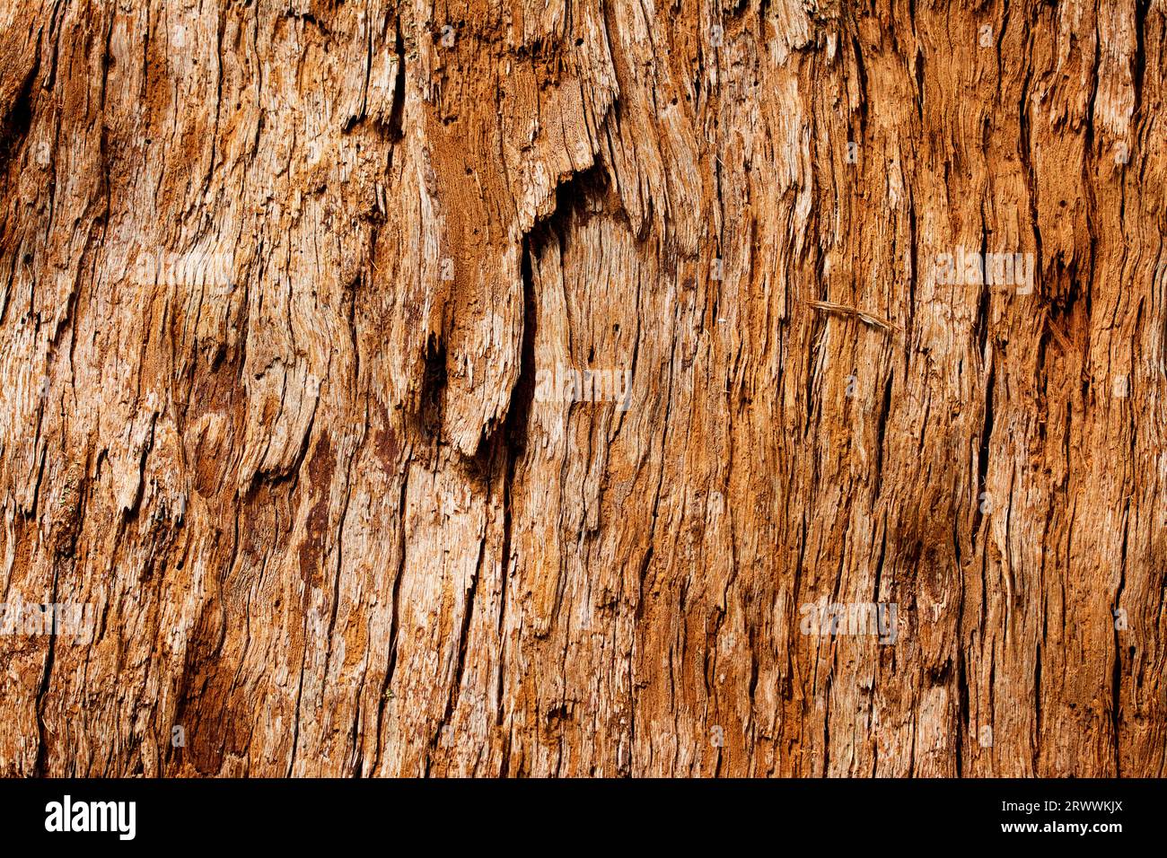 The bark of a Red Tingle tree trunk, Eucalyptus jacksonii, endemic to the southwest of Western Australia Stock Photo
