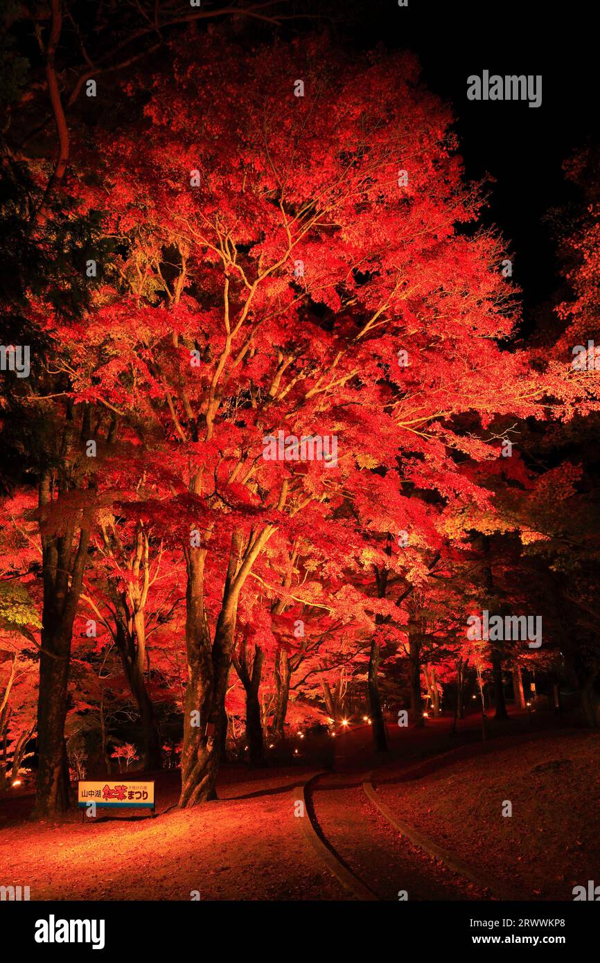 Autumn Leaves at Lake Yamanakako Lightup Night View Stock Photo Alamy