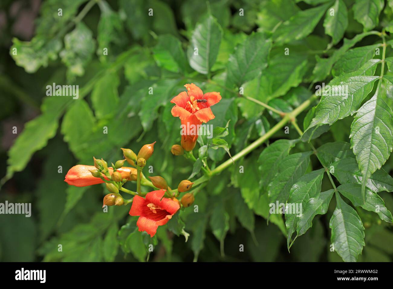Vine trumpet creepers in the garden Stock Photo Alamy