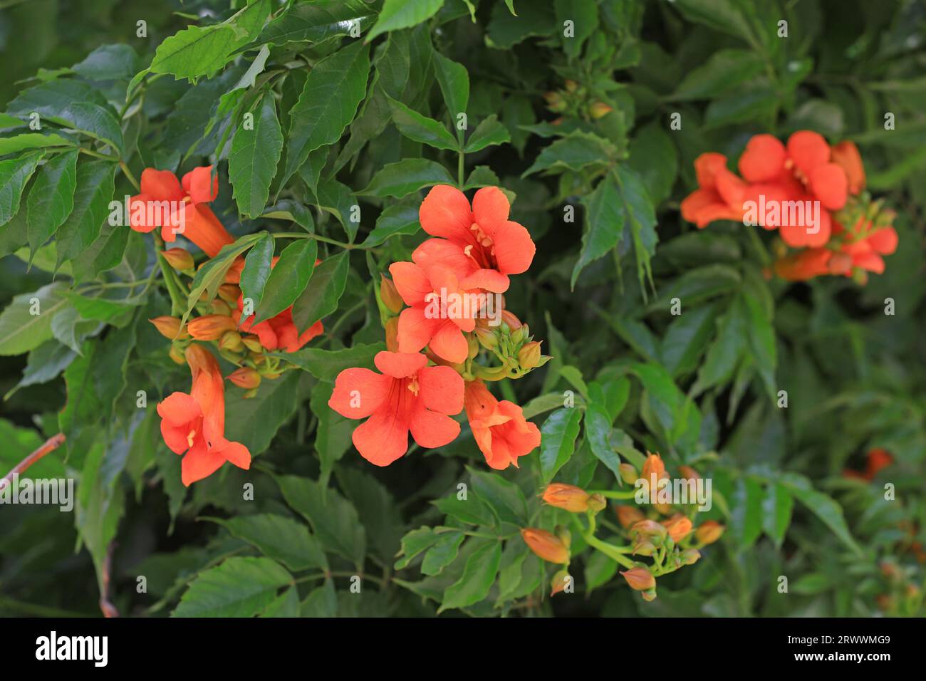 Vine trumpet creepers in the garden Stock Photo Alamy