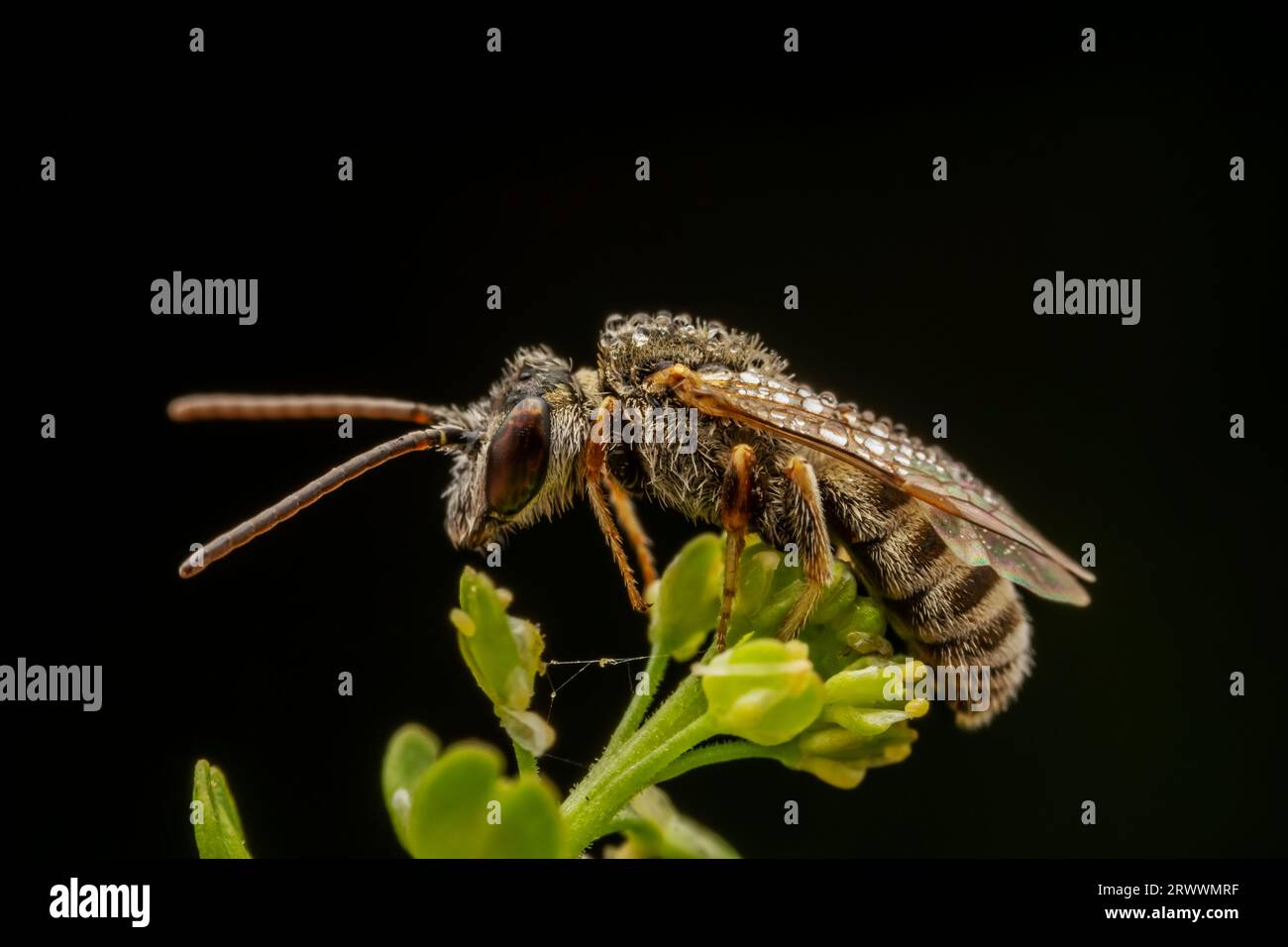 Bee insects inhabit wild plants Stock Photo - Alamy